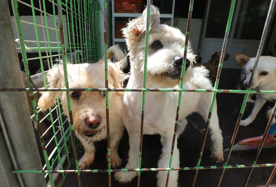 Abandoned dogs at a shelter in Namyangju, Gyeonggi, on April 25. [NEWS1]
