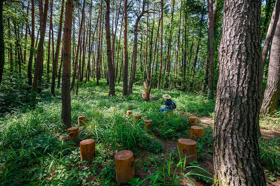 Samcheok's Healing Life Forest offers some greenery even during the fall season for those who want to experience the feel of being in a traditional forest. [KOREA TOURISM ORGANIZATION]