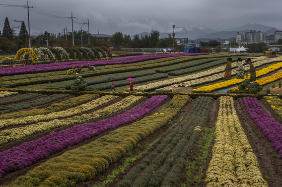 Rows of pink and yellow chrysanthemums are seen in Yeoncheon County, Gyeonggi, on Friday. The Chrysanthemum Exhibition was scheduled to open Friday, but was cancelled due to the fourth wave of the Covid-19 pandemic. A total of 150,000 chrysanthemums have been planted since May. [YONHAP]