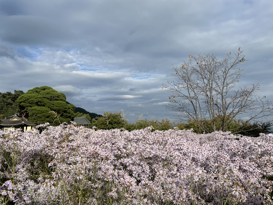 Bongcheon Temple in Mungyeong, North Gyeongsang, is becoming a hotspot for visitors thanks to the aster flowers being in full bloom. [LEE SUN-MIN]