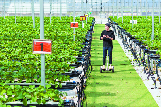 An Hae-seong, 38, monitors his strawberry smart farm through his smartphone in Pocheon, Gyeonggi, on Tuesday. [JEONG JUN-HEE]