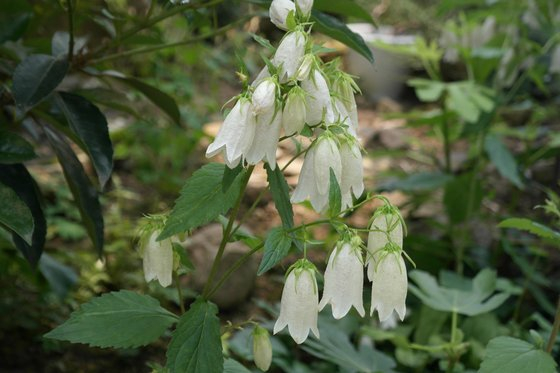 A photo of Campanula takesimana, or Korean bellflower, is taken in Ulleungdo early this month. It is one of the six wildflower species that has been added onto the Global Biodiversity Information Facility’s list of global flora and fauna. [NATIONAL ARBORETUM] 