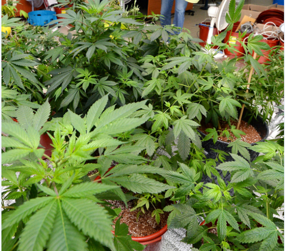 Marijuana plants [JOONGANG PHOTO]