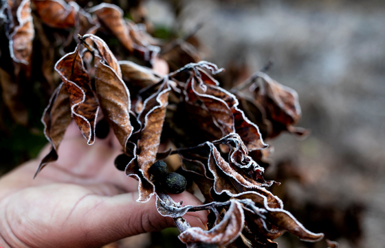 A worker holds frosted leaves of coffee crops that were affected by a strong cold snap that hit Brazil's coffee production area Minas Gerais on July 30. [REUTERS/YONHAP]