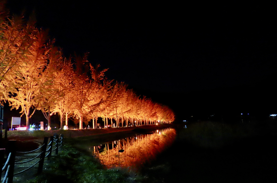 The Mungwang Reservoir gingko tree road at night [KIM HONG-JUN]