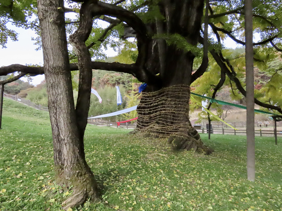 The gingko trees at Yeongguk Temple in Yeongdong, North Chungcheong, are named “three-generation gingko trees,” because a second trunk stemmed from the original tree, and then a third tree grew from the second trunk. [KIM HONG-JUN]