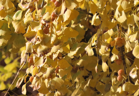 Yellow leaves and gingko fruit on the gingko tree at Yongmun Temple in Yangpyeong, Gyeonggi, which is designated as a natural monument. [KIM HONG-JUN]