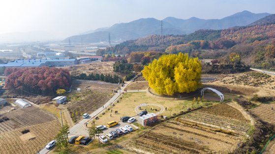 The Bangye-ri gingko tree in Munmak, Wonju in Gangwon is 32 meters tall and is estimated to be around eight centuries old. [YONHAP]