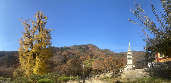 The Yongmun Temple gingko tree is the tallest tree in Korea, standing 42 meters (138-feet) tall. It is also over 1,000 years old. [KIM HONG-JUN]