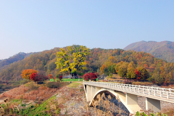 The 700-year-old gingko tree in Yonggye-ri, Andong in North Gyeongsang was once at risk of being submerged due to a dam construction, but locals moved it to where it stands now. [JOONGANG PHOTO]