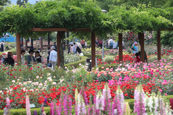 Visitors enjoy the Gokseong International Rose Festival in Gokseong County, South Jeolla, Friday. The festival, which runs through June 6, resumed for the first time in three years after a break due to the pandemic. Health authorities earlier in the day announced that the seven-day isolation rule for Covid patients will remain until June 20. [YONHAP]