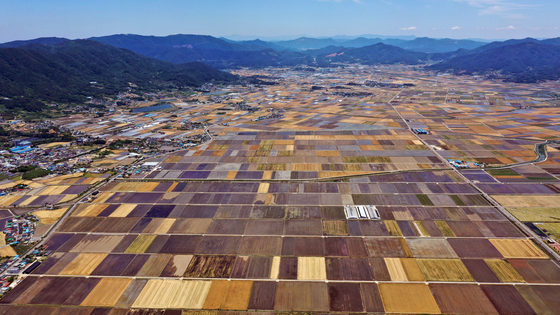 Fields are being filled with water for rice farming after the barley harvest in Boseong County in South Jeolla, Thursday. [YONHAP]