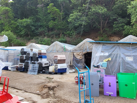 About 1,000 dogs were relocated to another shelter in Boeun County which is now at capacity, leaving some 80 dogs with nowhere to go. [YIM SEUNG-HYE]
