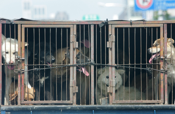Dogs in a private shelter in Daegu share a small cage. With the revised Animal Protection Act, shelters have to be provide adequate housing in order to operate. [JOONGANG ILBO]