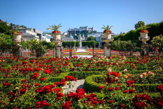 Rose garden at Mirabell garden in Salzburg [TOURISMUS SALZBURG]