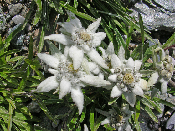 Patscherkofel alpine garden [UNIVERSITY OF INNSBRUCK]