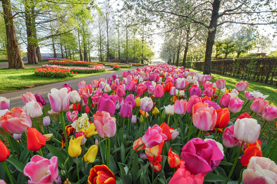 Keukenhof in this file photo dated May 15. [KEUKENHOF]