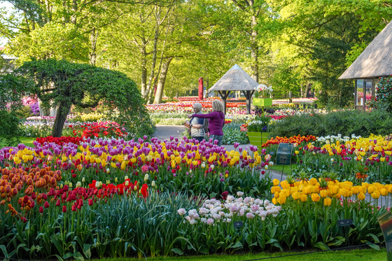 Keukenhof in this file photo dated May 15. [KEUKENHOF]