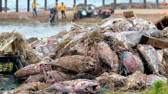 Workers clear up dead tuna washed up on Jangsa Beach in Yeongdeok Island, North Gyeongsang, on July 28. [NEWS1]