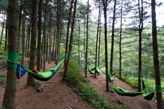 Visitors participate in a healing program in the forest in Mount Chungnyeong in Jangseong County, South Jeolla. [JANGSEONG COUNTY] 