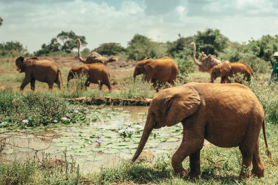 Elephants and ostriches spotted at the Nairobi National Park. The photo was provided by the Global Alliance of National Parks to the Embassy of Kenya in Seoul. [GLOBAL ALLIANCE OF NATIONAL PARKS]