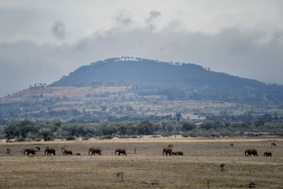 A family of African bush elephants move in single file in the Lewa Wildlife Conservancy's savanna in northern Kenya near Isiolo on July 17, 2021 as Kenya Wildlife Services conducts a wildlife count.[AFP/YONHAP]