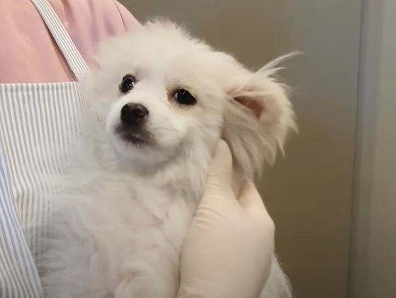 A video by animal rights group Life on its YouTube channel shows the dog which was allegedly abandoned in Busan on Feb. 10. [SCREEN CAPTURE]