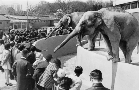 Changgyeongggung was turned into a zoo called Changgyeongwon during Japanese colonial rule of Korea (1910-45) [JOONGANG ILBO]