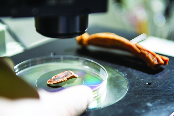 Red ginseng oil may help with benign prostatic hyperplasia. [KOREA GINSENG CORPORATION]