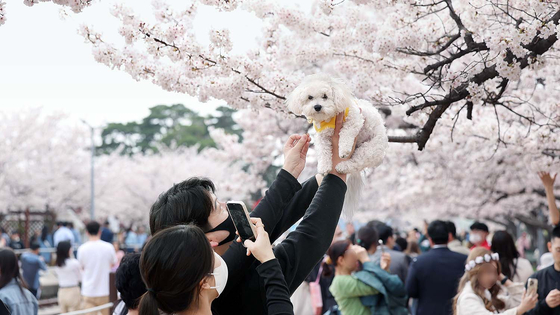 People attend a cherry blossom festival in Changwon, South Gyeongsang, on March 30. [YONHAP]