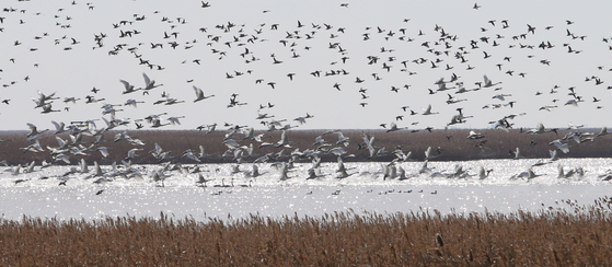 Migratory birds fly from Eulsukdo, a sandy island and a rare bird sanctuary near an urban area. The location is where the Nakdong River and the South Sea meet. [SONG BONG-GEUN]