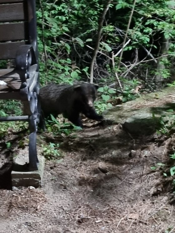 An Asian badger is seen on a mountain trail on Mount Palgong, near a Buddhist temple in Daegu on Monday. The picture was taken by a passerby who crossed paths with the animal, first believed to be a bear, at 6 a.m. that day, according to the Palgongsan Natural Park office. [PALGONGSAN NATURAL PARK]