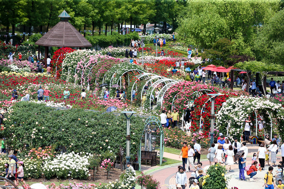 Roses welcome the visitors at the Gokseong International Rose Festival, Gokseong, South Jeolla. [JANG JEONG-PIL]
