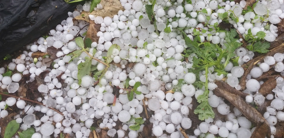 Crops are damaged in Soya-ri in Jeokseong-myeon, Danyang County in North Chungcheong Sunday afternoon, after a sudden hailstorm amid extreme weather phenomena over the weekend. [YONHAP]