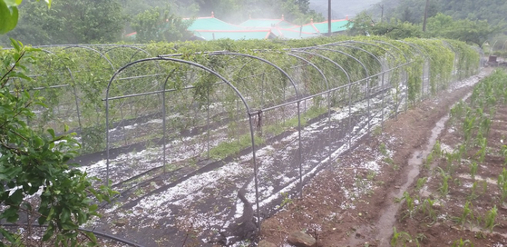 Crops are damaged in Soya-ri in Jeokseong-myeon, Danyang County in North Chungcheong Sunday afternoon, after a sudden hailstorm amid extreme weather phenomena over the weekend. In Yangyang, Gangwon, a 36-year-old man died on Sunday after he was struck by lightning at Seorak Beach Saturday. Five others were injured on Saturday after several people were reported to have been struck by lightning amid a storm, leading firefighters to rush to the scene around 5:30 p.m. Heavy rain accompanied by strong winds, thunder and lightning affected central regions including the Seoul metropolitan area over the weekend. [YONHAP]