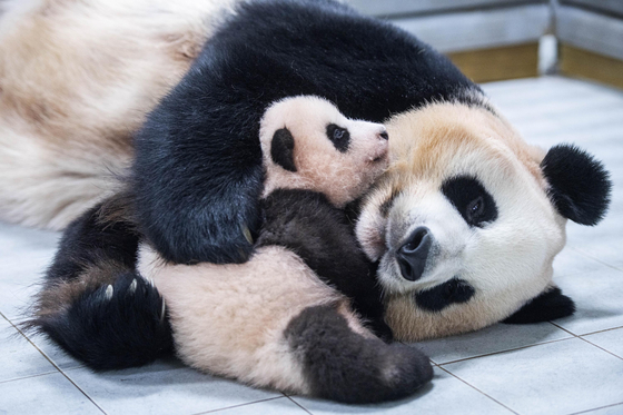 Ai Bao and Fu Bao, when Fu Bao was 100 days old [SAMSUNG C&T]
