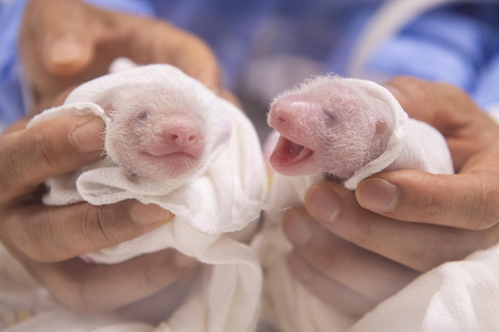 Twin pandas temporarily named Dong Bao, left, and Saeng Bao receive care in an incubator. [SAMSUNG C&T]