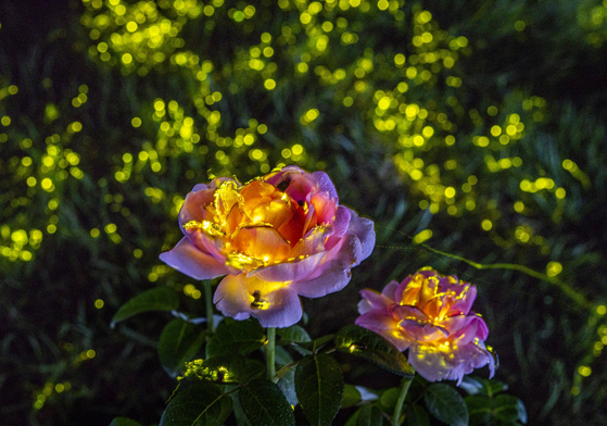 The Midsummer Night's Firefly Experience Program at the training center of Lost Valley Safari of Everland in Yongin, Gyeonggi, includes storytelling sessions about a firefly's life cycle and entertaining activities. [EVERLAND]