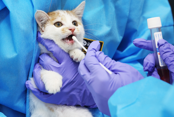 A veterinarian collects a sample from a kitten for a highly pathogenic avian influenza (HPAI) test at a hospital in Yeoju, Gyeonggi, on Tuesday. The Gyeonggi Provincial Government is running HPAI tests for animals at shelters in Gyeonggi through Aug. 8 following two cases of separate HPAI outbreaks on July 25 and 29. [YONHAP]