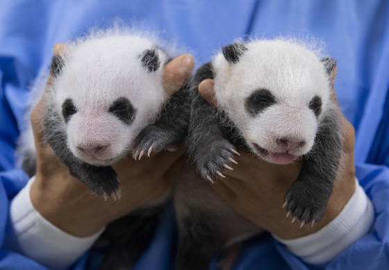 Giant panda twins born at Everland in Yongin, Gyeonggi, turned a month old Sunday. [EVERLAND]