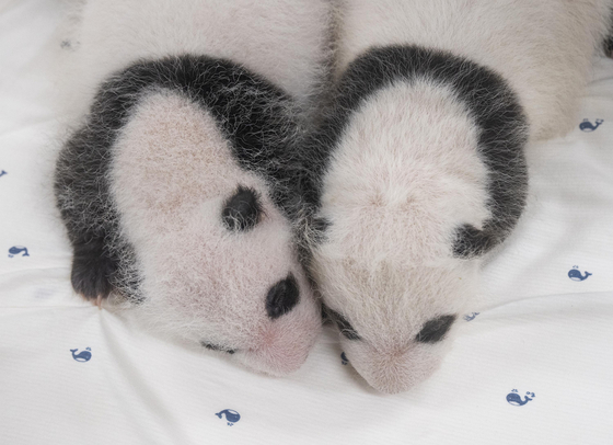 Giant panda twins born at Everland in Yongin, Gyeonggi, turned a month old Sunday. [EVERLAND]