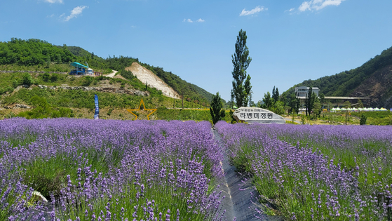 Lavender garden at Mureungbyul Yucheonji  [YIM SEUNG-HYE] 