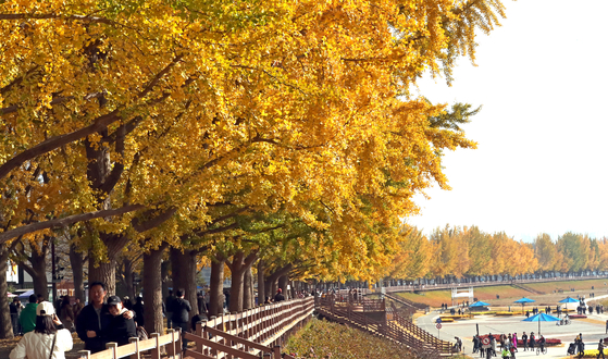 Asan city is famous for its gingko tree road [JOONGANG PHOTO] 