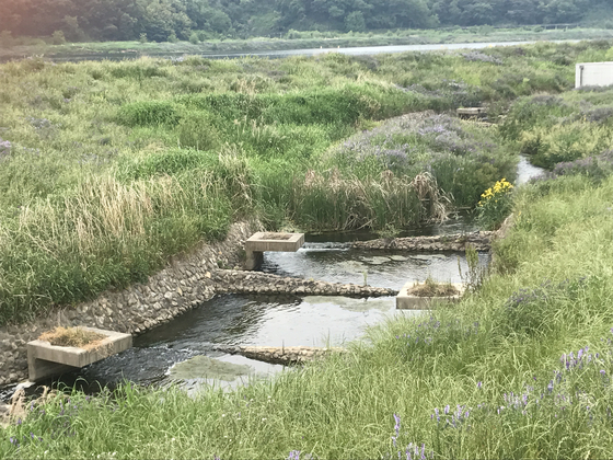 An area near the Dalseong Weir is pictured. [JOONGANG ILBO]