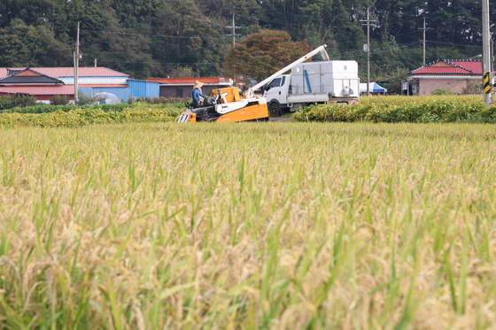 As the harvest season begins, a farmer transfers his rice crop to a truck, in Buyeo County, South Chungcheong, on Tuesday. [YONHAP]