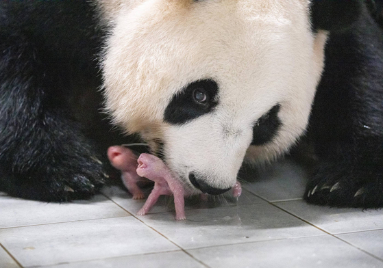 Twin pandas Rui Bao and Hui Bao with their mother Ai Bao, right after their birth. [SAMSUNG C&T]