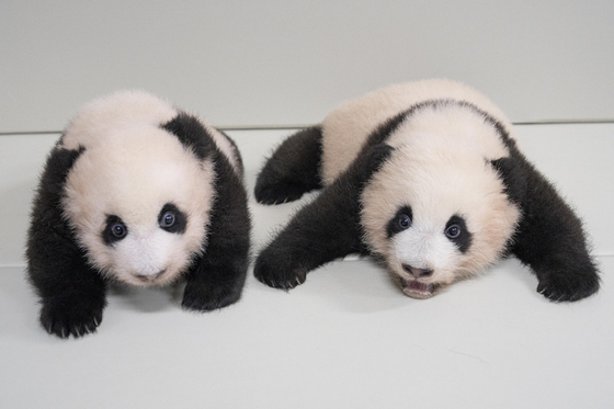 First-born Rui Bao (left) and second-born Hui Bao, 90 days after the twin sisters' birth [SAMSUNG C&T]