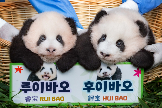 Giant pandas Rui Bao and Hui Bao sit for their naming ceremony at Everland theme park on Thursday. [NEWS1]