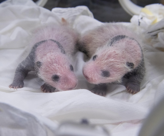 First-born Rui Bao (right) and second-born Hui Bao 15 days after their birth [SAMSUNG C&T]
