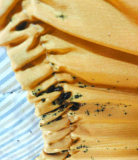 Bedbugs found on a mattress cover in a Keimyung University dormitory at Daegu on Oct. 19. [YONHAP]